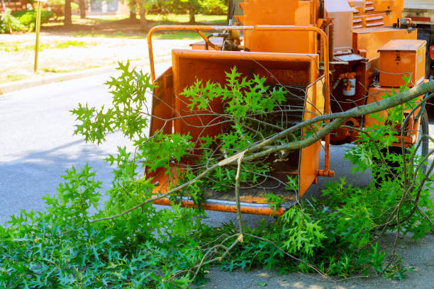  Ferndale, WA Tree Services Pros
