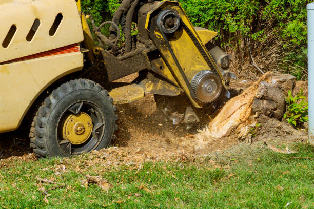 Trusted Ferndale, WA Tree Services Experts