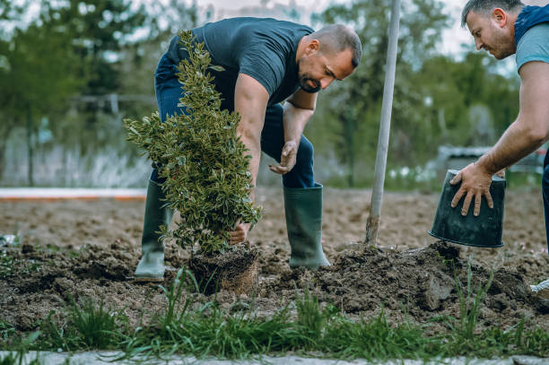 Best Artificial Turf Installation  in Ferndale, WA