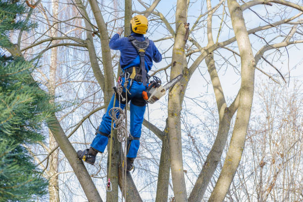 Best Tree Preservation Services  in Ferndale, WA