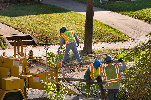 Best Arborist Consultation Services  in Ferndale, WA