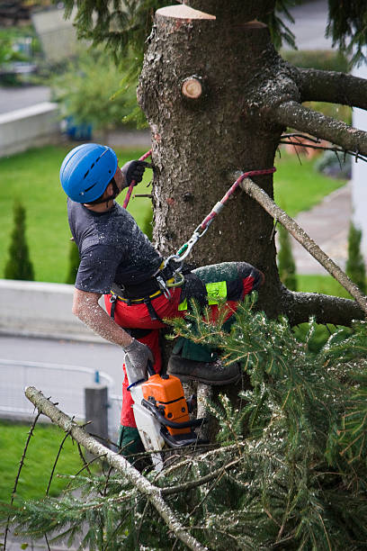 Best Lawn Grading and Leveling  in Ferndale, WA